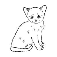 cat vector sketch