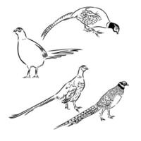 pheasant vector sketch