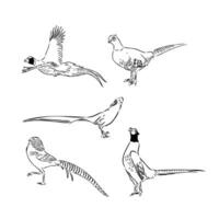 pheasant vector sketch