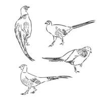 pheasant vector sketch