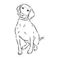 Austrian black and tan hound vector sketch