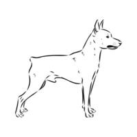 Austrian pinscher vector sketch