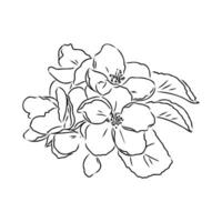 magnolia flor vector bosquejo