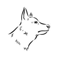 Australian cattle dog vector sketch