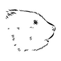 muskrat vector sketch