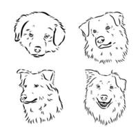 Australian Shepherd vector sketch