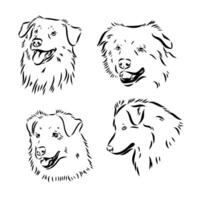 Australian Shepherd vector sketch