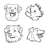 Australian Shepherd vector sketch