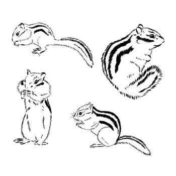 chipmunk vector sketch