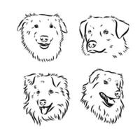 Australian Shepherd vector sketch