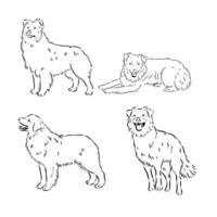 Australian Shepherd vector sketch