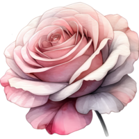 ai généré une magnifique rose Rose avec feuilles une aquarelle style Valentin png