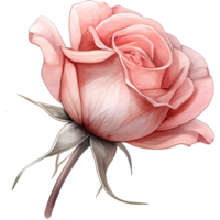 AI generated A beautiful pink rose with leaves a watercolor style Valentine png