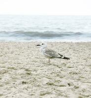 seagulls standing on the beach against the background of the cold sea. cloudy weather photo