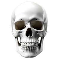 ai gerado humano crânio médico ilustração, 3d Renderização do humano corpo png