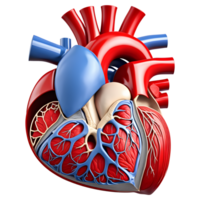 AI generated Human heart medical illustration, 3d rendering of human body png