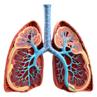 AI generated Human lungs medical illustration, 3d rendering of human body png