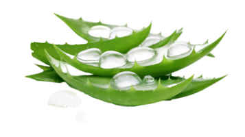 AI generated aloe vera leaf with water droplets transparent background png