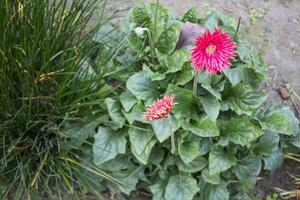 Gerbera viridifolia plant with pink flowers, a captivating and unique plant species, showcases a mesmerizing display of pink flowers photo