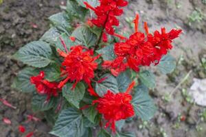 Red Salvia splendens flower, a vibrant and enchanting botanical marvel that captivates the eye with its intense and striking crimson hue photo