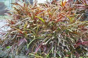 Colorful Codiaeum variegatum plant, a stunning display of vibrant colors and striking patterns, photo