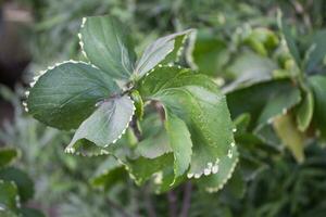 Acalypha wilkesiana leaves with a blurred natural, a stunning array of leaves that captivate with their vivid colors and striking patterns photo