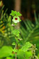 Hibiscus syriacus flower in garden with nature background photo