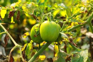 verde Tomates creciente en un rama en el jardín. cerca arriba. foto