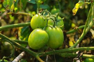 Green tomatoes growing on a branch in the garden. Close up. photo