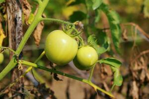 verde Tomates creciente en un rama en el jardín. cerca arriba. foto