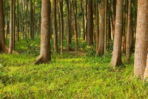 Trees in the forest at sunset, closeup of photo. photo