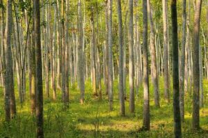 Trees in the forest at sunset, closeup of photo. photo