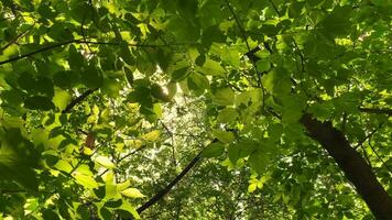 Sommer- Morgen, sonnig Wald, magisch Natur, Grün Planet. Sonnenstrahlen machen ihr Weg durch das Laub von ein großartig Grün Baum video