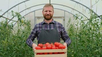 Farmer businessman, Growing tomatoes, Vegetable business, Greenhouse with tomatoes, Successful Farm Owner. Portrait of a farmer holding a box of tomatoes in a greenhouse video