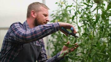 Farmer businessman, Growing tomatoes, Vegetable business, Greenhouse with tomatoes, Successful Farm Owner. Farmer worker cultivates tomato plants in a greenhouse using scissors. video