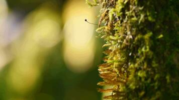 cerca arriba macro Disparo de musgo con difuminar bokeh video