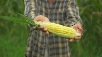 schließen oben Hand Senior Frau Bauern Ernte Mais während das landwirtschaftlich Jahreszeit, zunehmend Einkommen. video