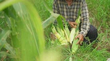 vicino su mano anziano donna agricoltori raccolta Mais durante il agricolo stagione, crescente reddito. video