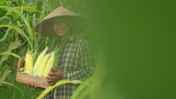 Senior Frau Bauern Ernte Mais während das landwirtschaftlich Jahreszeit, zunehmend Einkommen. video