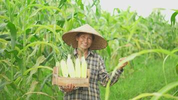 Senior Frau Bauern Ernte Mais während das landwirtschaftlich Jahreszeit, zunehmend Einkommen. video