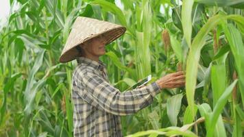 Sénior asiatique femme agriculteur avec numérique tablette dans blé champ. video