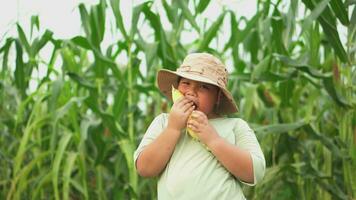 Asia chico comiendo maíz en el mazorca. contento niño comiendo maíz en el mazorca. video
