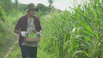 asiatisk man jordbrukare bär en röd pläd skjorta och vit handskar. skörd gul majs från växt i trädgård.koncept av skörd jordbruks Produkter för sälja till marknadsföra. video
