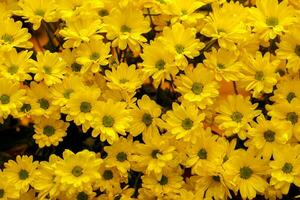 Top view and closeup yellow flowers in the garden background and wallpaper. photo