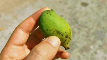 Small unripe mango in hand of a mango tree. video