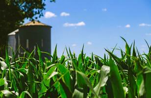 tierra de un verde maíz granja con silos a antecedentes. agrícola región de el argentino pampa. campos cultivado con maíz. cerca arriba vista. foto
