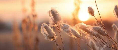 AI generated Tranquil sunset over field, tall grasses swaying. AI generative. photo