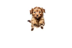 AI generated A small beautiful dog puppy plays happily in a jump, white background isolate. photo