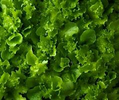 Lettuce salad  backgrounds photo