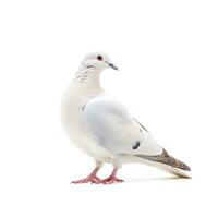 AI generated White pigeon photo